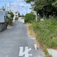猫しか歩いていない静かな島の風景

渡嘉敷島阿波連集落
