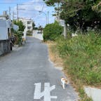 猫しか歩いていない静かな島の風景

渡嘉敷島阿波連集落
