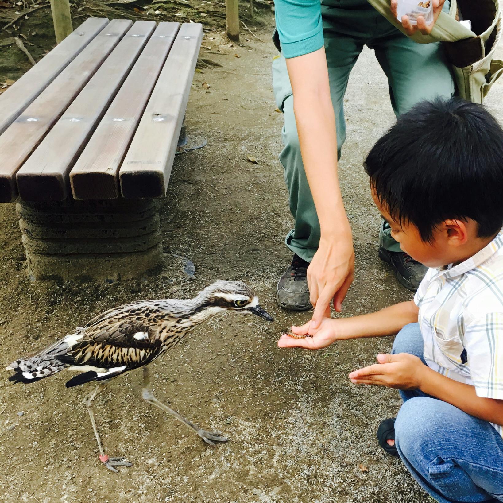 キャンベルタウン野鳥の森の投稿写真 感想 みどころ キャンベルタウン 野鳥の森 トリップノート