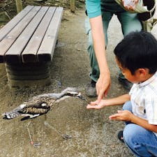 キャンベルタウン　野鳥の森