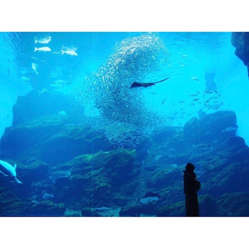 仙台うみの杜水族館