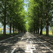 メタセコイア並木道　滋賀県

夏