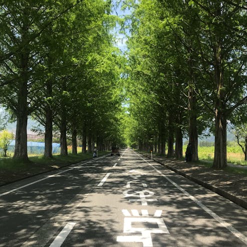 メタセコイア並木