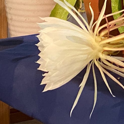 京都府立植物園