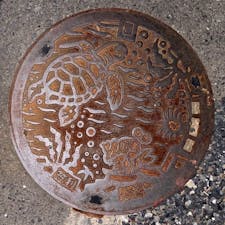 じゃじゃ〜ん　海の生き物たち！！　奄美だよ( *¯ ³¯*)レアだね