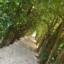 ⋆⸜ フクギのトンネル ⸝⋆

奄美 国直の集落にあるフクギ並木🌿
幸せのパワースポットと言われてる
場所です🕊
夫婦円満のご利益もあるよう…♡
木と木の間から太陽の光が差し込んで
とても素敵な場所でした( ⁎ᵕᴗᵕ⁎ )
空港から車で1時間ほどかかりますが
オススメな場所です🚗 ꒱ ꒱ 

#奄美大島