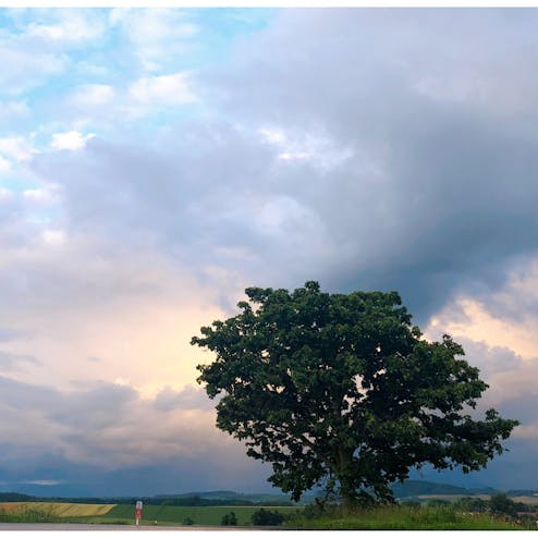 セブンスターの木