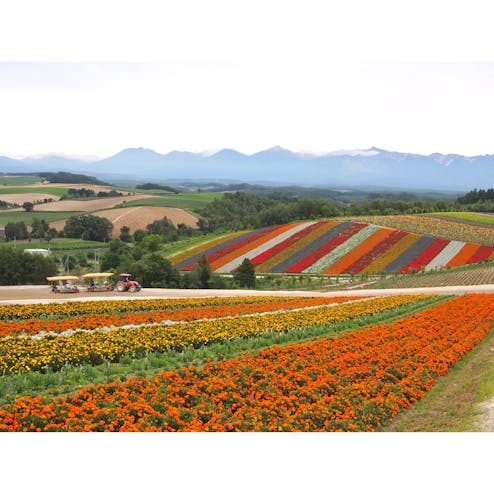 展望花畑 四季彩の丘