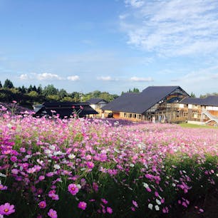 2020.10.10
となみ夢の平スキー場
コスモス満開