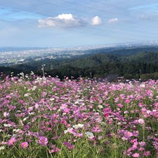 2020.10.10
となみ夢の平
秋桜畑から富山平野を見下ろす