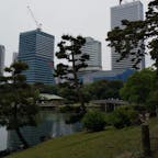 純日本庭園の後ろに高層ビルが面白い場所