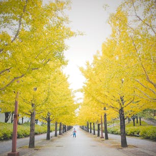 2020年10月10日(土)
あづま総合運動公園のイチョウ並木🌲
見頃には少し早いけど
少しずつ色付き始めてました✨
夜間はライトアップもされて昼間とは
また違った景色が見れるようです👀

#あづま総合運動公園 #イチョウ並木 #黄葉