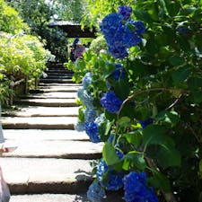 神奈川県
鎌倉
明月院
