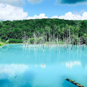 北海道美瑛の白金青い池。
青い池は本当に青かった。