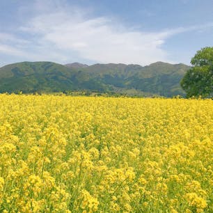 📍長野県 ｜ 飯山
 ✈︎ 2018.05

［ 飯 山 菜 の 花 公 園 ］

山々と辺り一面の菜の花が見れる絶景スポット📸
天気にも恵まれ、感動的な景色が見れました。