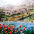 2017.4
山口県で迷子になって引き寄せられた
火の山公園🌸*✲ﾟ*🌸*✲ﾟ*🌸
桜もネモフィラも、トルコチューリップも満開な時に出会えました🤗
🌷🌷ஐ೨🌸🐝🌸ஐ೨🌷🌷