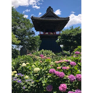 あじさい寺
青空と鐘楼と紫陽花
こじんまりしてるからゆっくりできました