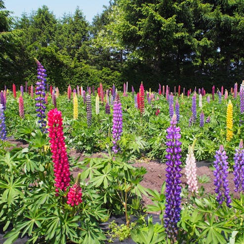手づくり村 鯉艸郷