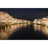 これが見たくて