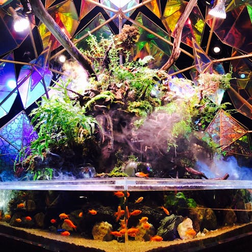 金魚ミュージアム