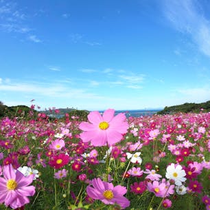 能古島アイランドパーク

コスモスが風でゆらゆらしているのを見ていると、とても癒される🌸✨