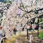 六義園の桜🌸
懐かしいなぁ
