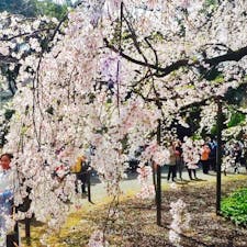 六義園の桜🌸
懐かしいなぁ