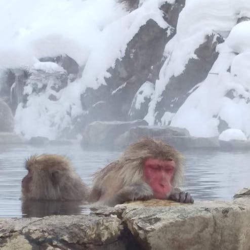 地獄谷野猿公苑