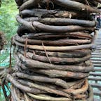 祖谷のかずら橋(令和)
20年前と同じ柱ですね、随分と巻き付けたものですね^_^

#四国　#全国橋巡り　#サント船長の写真