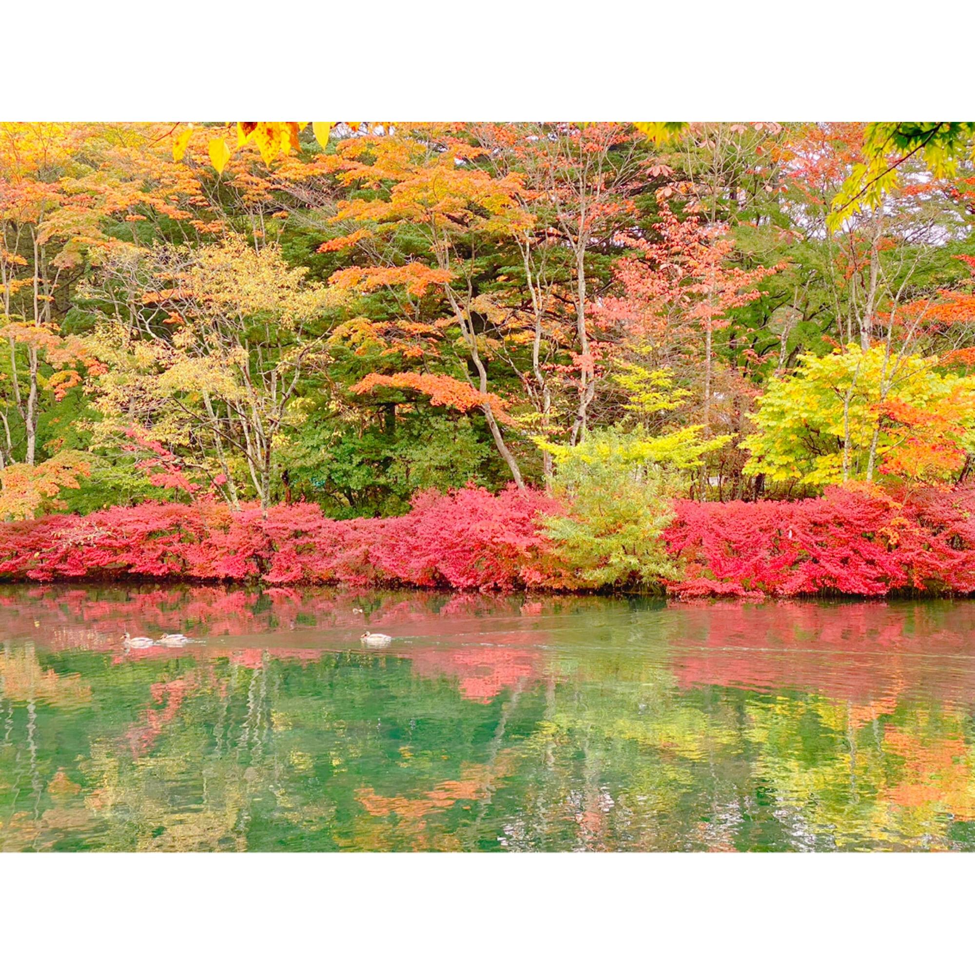 雲場池 くもばいけ の投稿写真 感想 みどころ 日帰り軽井沢旅行 雲場池 へ行ってきました トリップノート