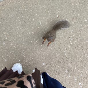 とってもフレンドリーな城山動物園のニホンリス。このあとわたしの足の間を通り抜けていきました🐿