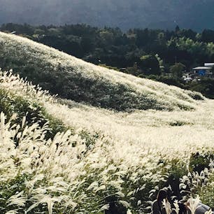 夕陽で輝くススキの穂です。