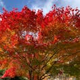 定山渓　
綺麗な赤色もみじ🍁
今年で北海道の紅葉を見るのも最後。

加工なし