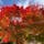 定山渓　
綺麗な赤色もみじ🍁
今年で北海道の紅葉を見るのも最後。

加工なし