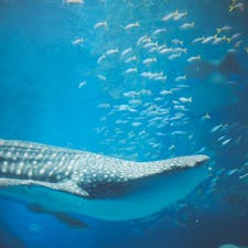 沖縄県
美ら海水族館