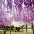 2017.5
北九州   河内藤園
ＧＷ真っ最中に訪れた藤園❁*·⑅
スケールの大きさと、藤の美しさに感動しました✿ᵕ̈*