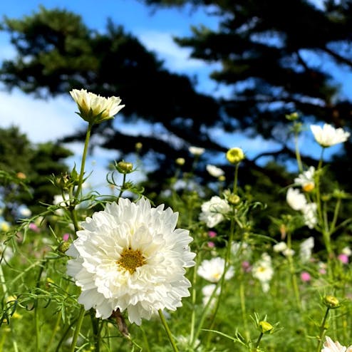 国営ひたち海浜公園