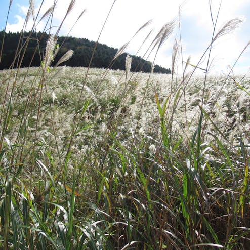 仙石原ススキ草原