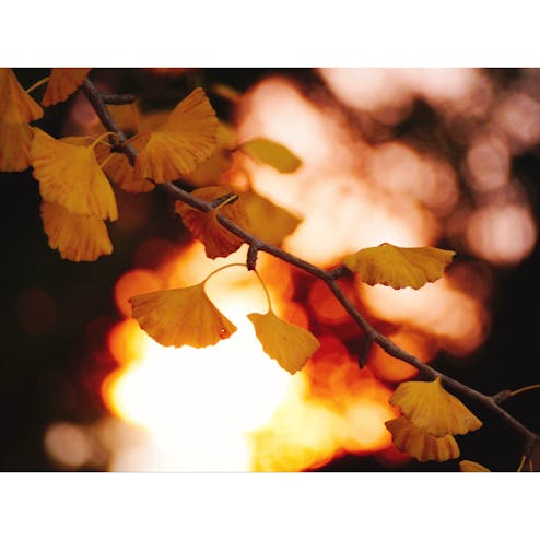 秩父ミューズパーク