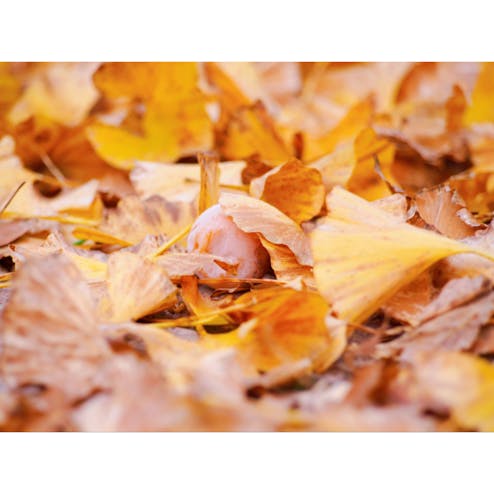 秩父ミューズパーク