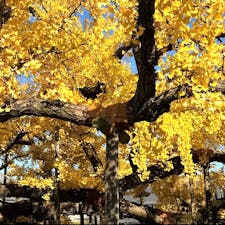 西本願寺の銀杏

逆さ銀杏水引

#京都  #西本願寺　#サント船長の写真
#紅葉