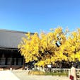西本願寺の銀杏
逆さ銀杏

　イチョウの木は高さ約12メートルで、幅は25メートルほど。枝が横長に伸びる様子が、空に向かって根を張っているようにも見え、「逆さイチョウ」の名で親しまれている。1985年には京都市の天然記念物に指定された。

#京都  #西本願寺　#サント船長の写真　#世界遺産