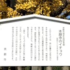 西本願寺の銀杏

逆さ銀杏水引

#京都  #西本願寺　#サント船長の写真