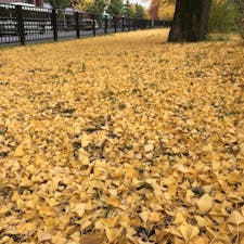 京都銀杏並木

見事までに落ちる銀杏の葉、桜の花の様に何の躊躇いも無く最後の一枚まで落ちます、潔い銀杏の葉、好きです。

京都市上京区堀川寺の内

#京都　#銀杏　#サント船長の写真