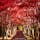 日本庭園や西洋庭園、桜並木に紅葉並木など、季節の樹木が訪れる人の目を楽しませている平岡樹芸センター。秋には真っ赤に色付いたノムラモミジのトンネルが見事で、枝から落ちた葉が敷き詰められた紅葉の道も素敵です。落ち葉を見に行くなら、紅葉のピークを過ぎた頃の朝一番がオススメです！#北海道 #札幌 #平岡樹芸センター #紅葉のトンネル