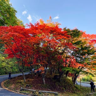 日塩紅葉ラインのヘアピンカーブにもみじがたくさんある場所で、大曲のもみじとして有名なスポットです。
真っ赤なもみじがとてもきれいでした。
