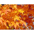 軽井沢で紅葉狩り🍁