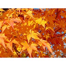 軽井沢で紅葉狩り🍁