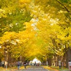 北海道大学の構内で見られる東西約380メートル・70本のイチョウ並木。毎年10月下旬～11月上旬にかけて見事な黄葉のトンネルとなり、市民の目を楽しませてくれています。今年は中止となってしまいましたが、例年は北大金葉祭（こんようさい）というライトアップイベントも開催されています。#北海道 #札幌 #北大イチョウ並木 #黄葉のトンネル