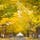 北海道大学の構内で見られる東西約380メートル・70本のイチョウ並木。毎年10月下旬～11月上旬にかけて見事な黄葉のトンネルとなり、市民の目を楽しませてくれています。今年は中止となってしまいましたが、例年は北大金葉祭（こんようさい）というライトアップイベントも開催されています。#北海道 #札幌 #北大イチョウ並木 #黄葉のトンネル